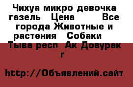 Чихуа микро девочка газель › Цена ­ 65 - Все города Животные и растения » Собаки   . Тыва респ.,Ак-Довурак г.